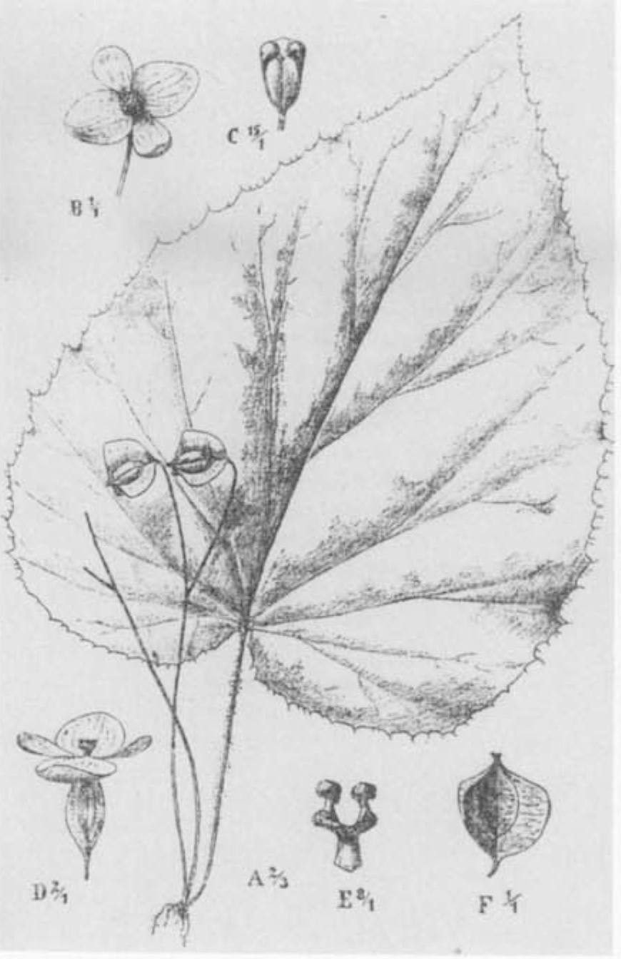 B. minjemensis
